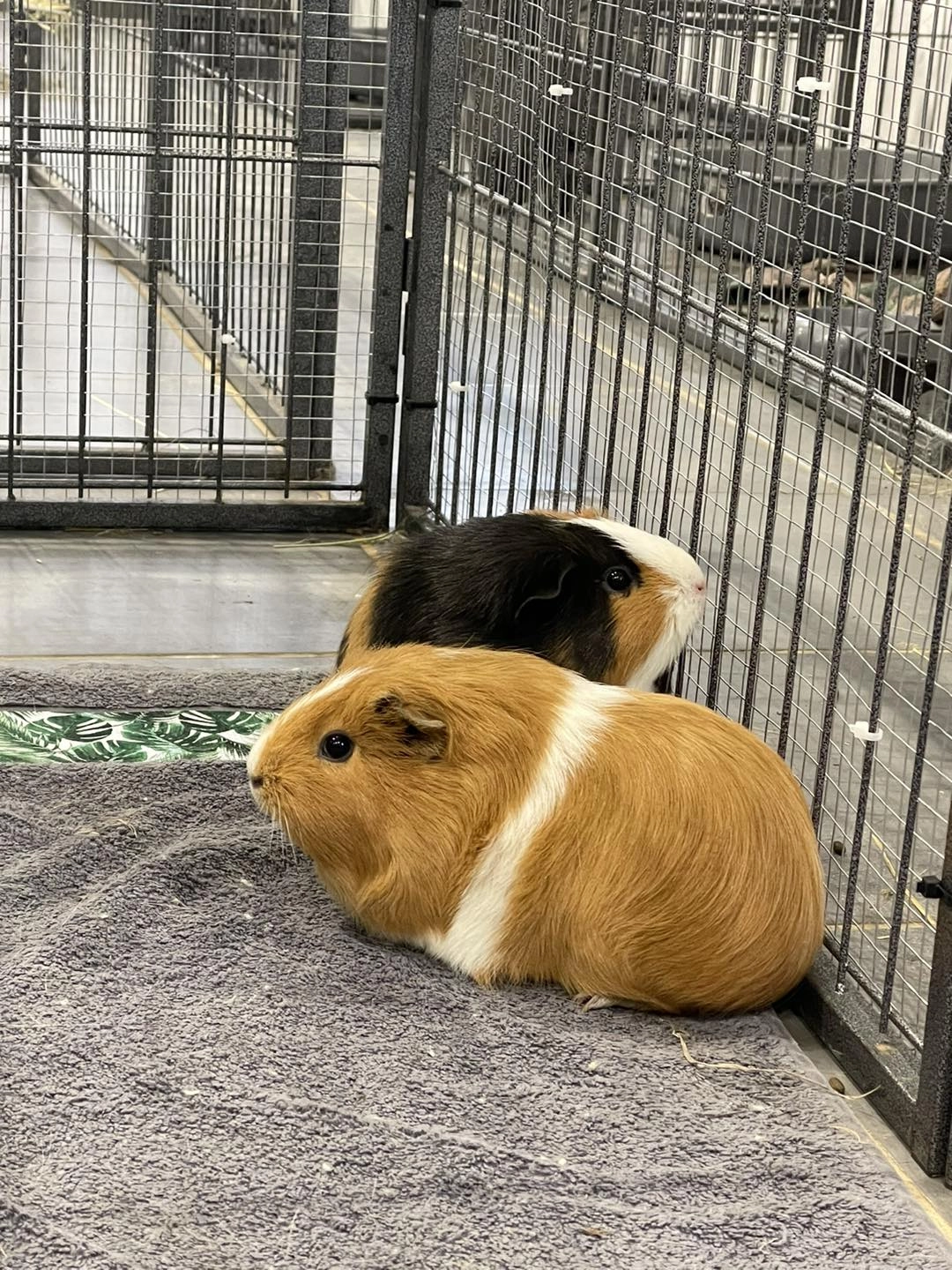 lapins